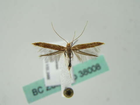 Image of Caloptilia rufipennella (Hübner 1796)