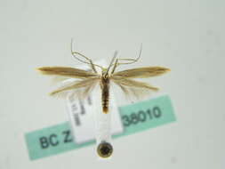 Imagem de Coleophora trochilella Duponchel 1842