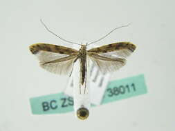 Image of Caloptilia populetorum (Zeller 1839)