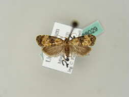 Phalonidia curvistrigana Stainton 1859的圖片