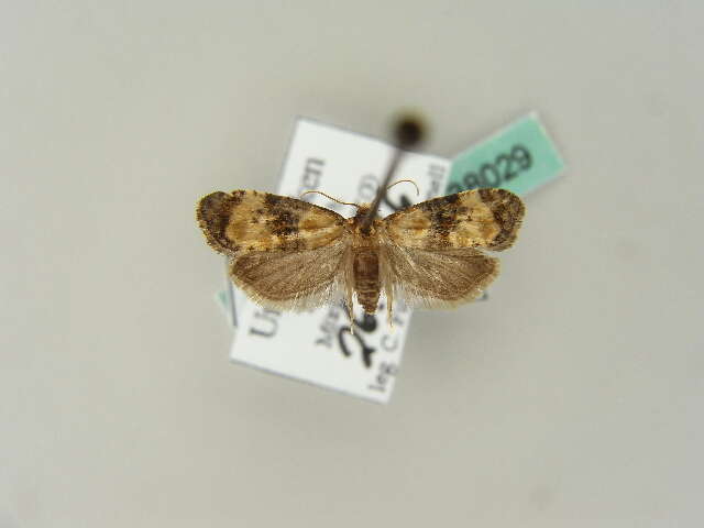 Phalonidia curvistrigana Stainton 1859的圖片