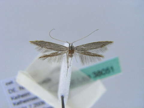 Image of grey fruit-tree case moth