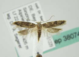 Image of <i>Neotelphusa sequax</i>