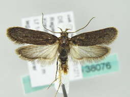 Image of Depressaria pimpinellae Zeller 1839