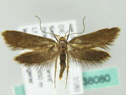 Image of <i>Crassa unitella</i>