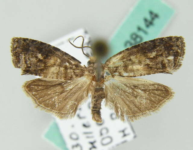 Image of Tortricid moth