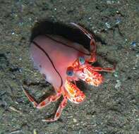 Image of confusing blanket hermit crab