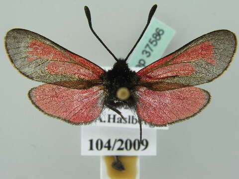 Image of Zygaena purpuralis Brünnich 1763