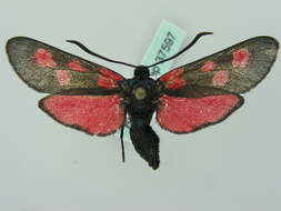 Image of Zygaena lonicerae Scheven 1777