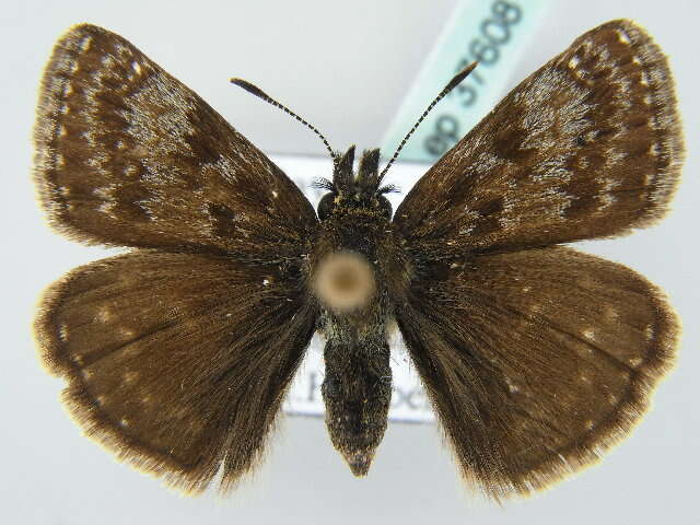 Image of dingy skipper