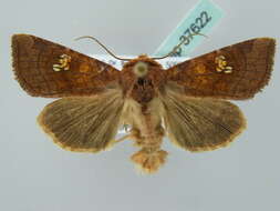 Imagem de Amphipoea oculea Linnaeus 1761