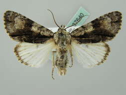 Acronicta alni Linnaeus 1767 resmi