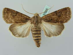 صورة <i>Agrotis bigramma</i>