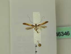 Image of Caloptilia fidella (Reutti 1853)