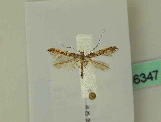 Image of Caloptilia fidella (Reutti 1853)