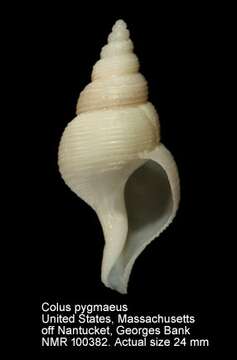 Image of pygmy whelk