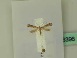 Image of Hazel Slender
