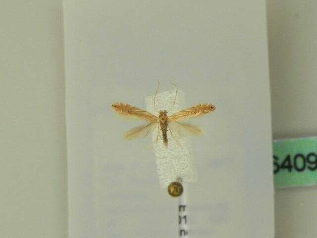 Phyllonorycter quercifoliella (Zeller 1839)的圖片