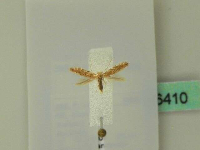 Phyllonorycter quercifoliella (Zeller 1839)的圖片