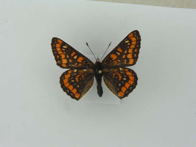 Image de <i>Euphydryas maturna</i>