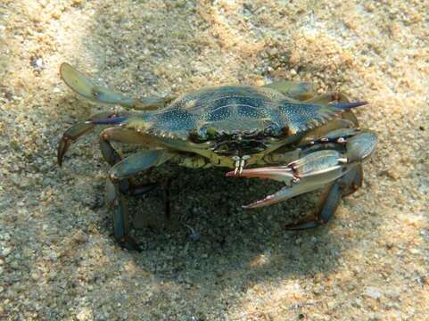 Image of blue crab