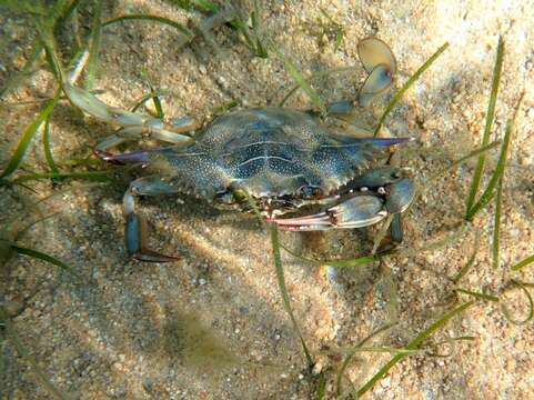 Image of blue crab