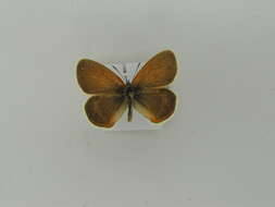 Image of <i>Coenonympha gardetta</i>