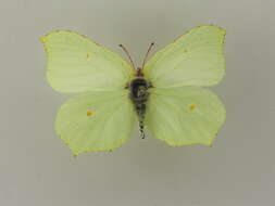 Imagem de Gonepteryx rhamni (Linnaeus 1758)