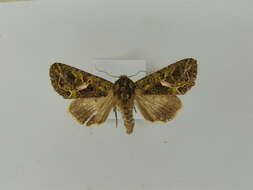 Image of orache moth