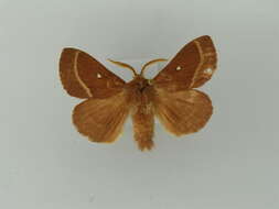 Image of grass eggar