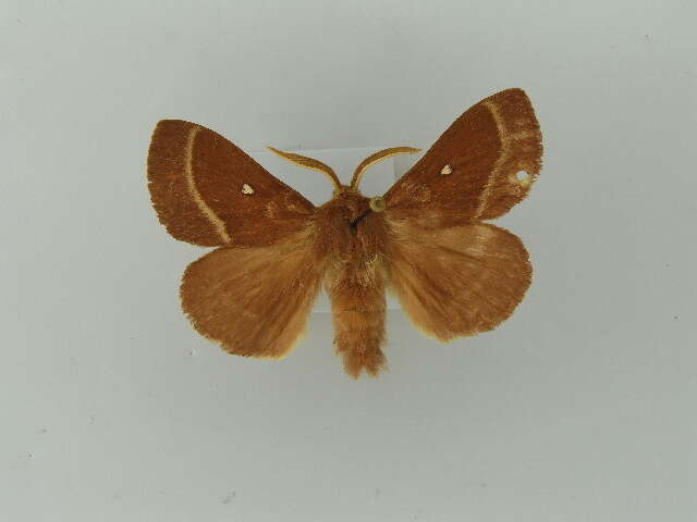 Image of grass eggar