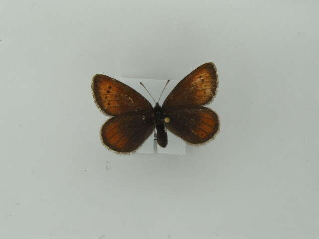 Image of Mountain Ringlet