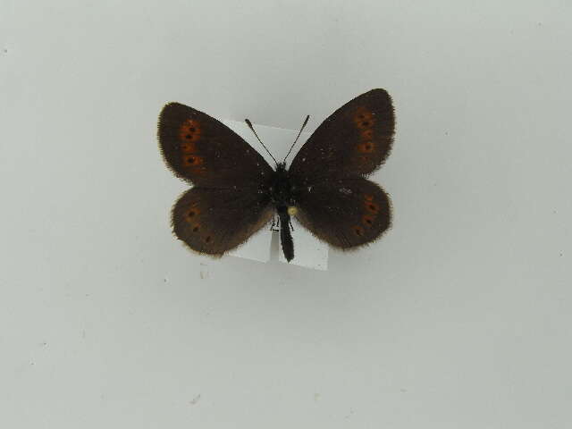 Image of Mountain Ringlet