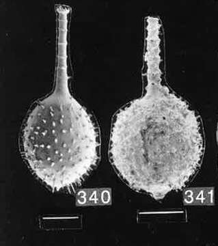 Image of Lagena hispidoannulata Albani & Yassini 1989