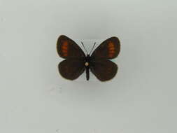 Image of Lesser Mountain Ringlet