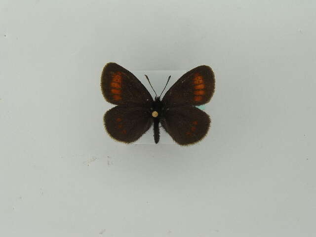 Image of Lesser Mountain Ringlet