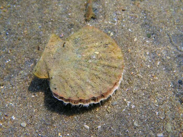 Pecten jacobaeus (Linnaeus 1758) resmi