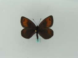 Image of Silky Ringlet