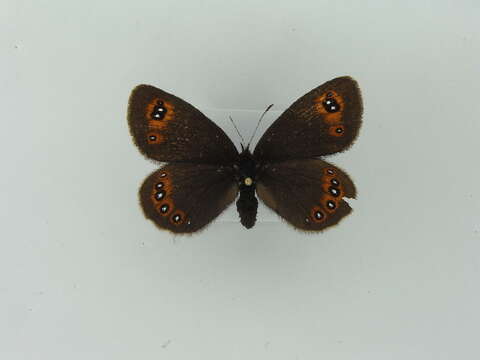 Image of Bright-eyed Ringlet