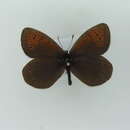 Image of Erebia pandrose