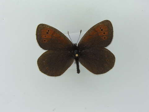 Image of Erebia pandrose