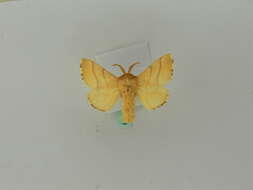 Image of lackey moth