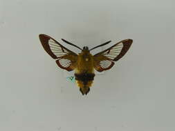 Image of broad-bordered bee hawk-moth