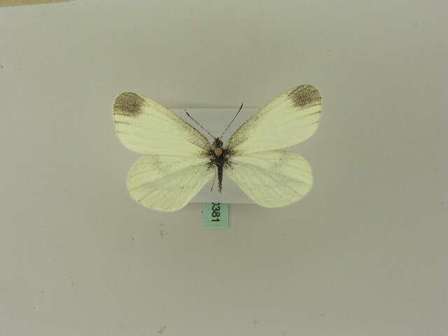 Image of Wood White