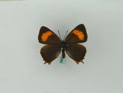 Image of Brown Hairstreak