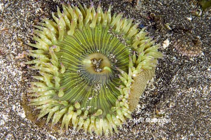 Image of Starburst anemone