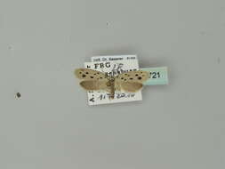 Image of Ethmia dodecea Haworth 1828