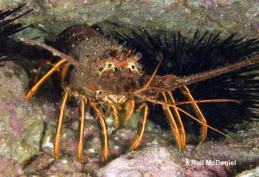 Image of California Spiny Lobster