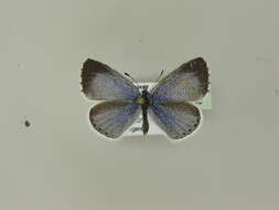 Image of holly blue