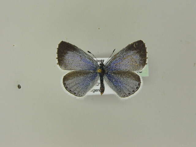 Image of holly blue